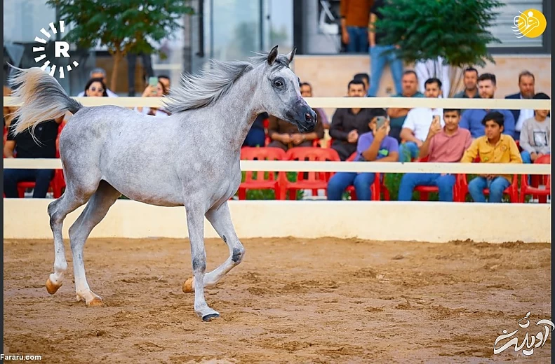 (تصاویر) نمایش اسب&zwnj;های اصیل عرب در کردستان عراق